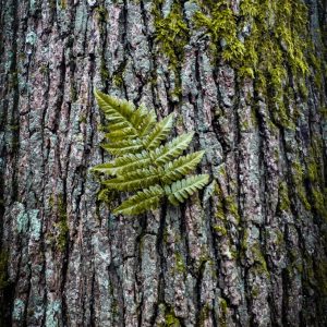 green fern