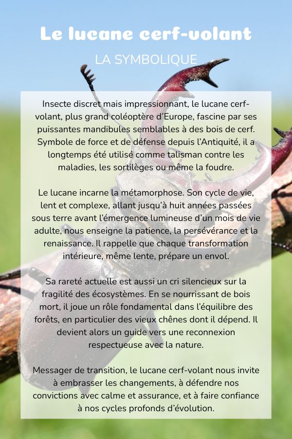 Symbolique lucane cerf volant plante coussin bolster yoga meditation relaxation confort