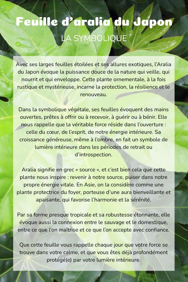 Symbolique aralia du Japon plante coussin bolster yoga meditation relaxation confort